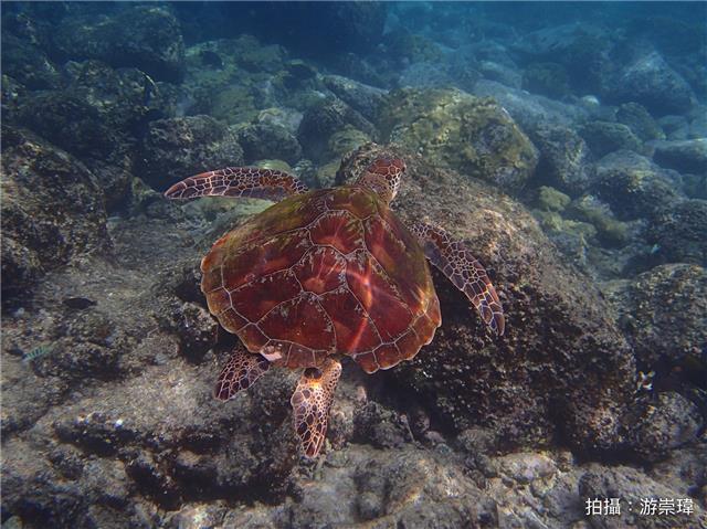 綠蠵龜、綠海龜